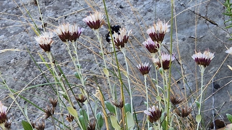 Staehelina uniflosculosa photo 7