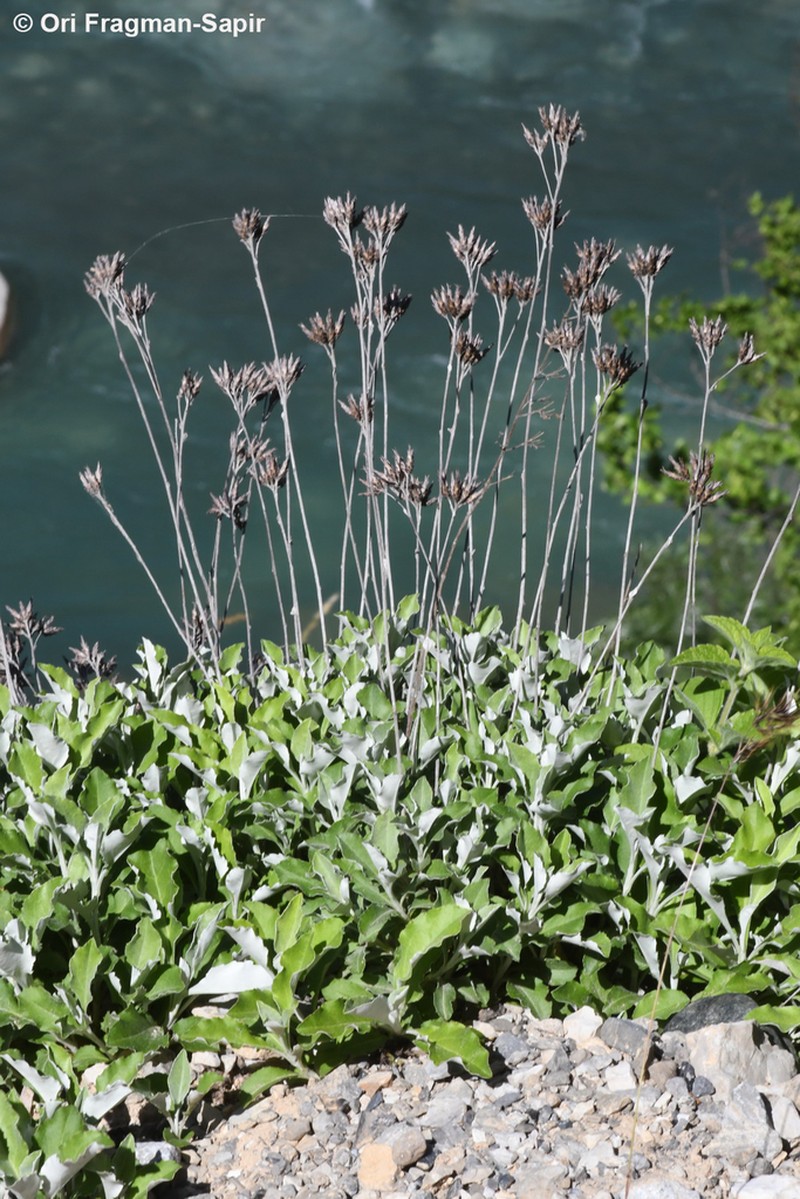 Staehelina uniflosculosa photo 8