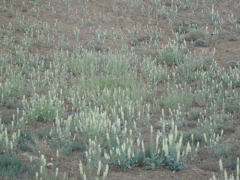 White Princesplume photo 3
