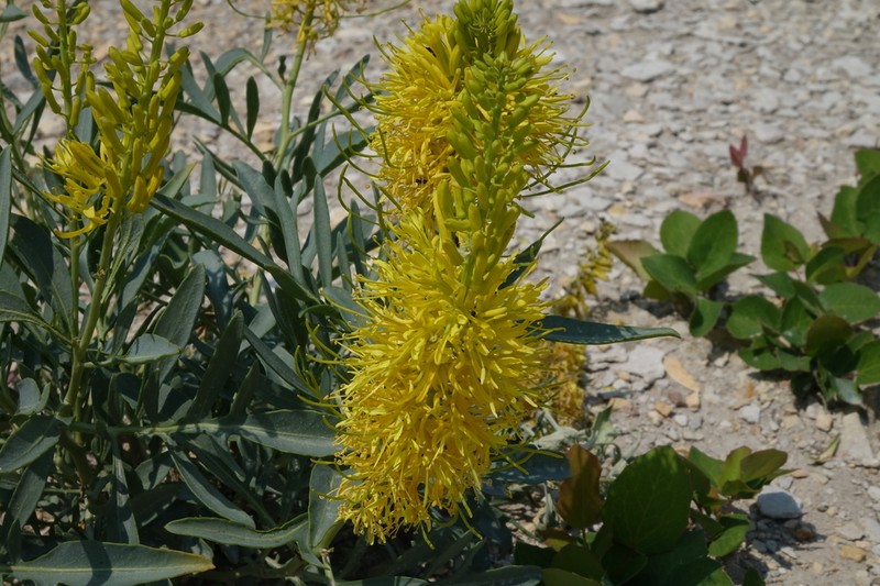 Stanleya bipinnata photo 2