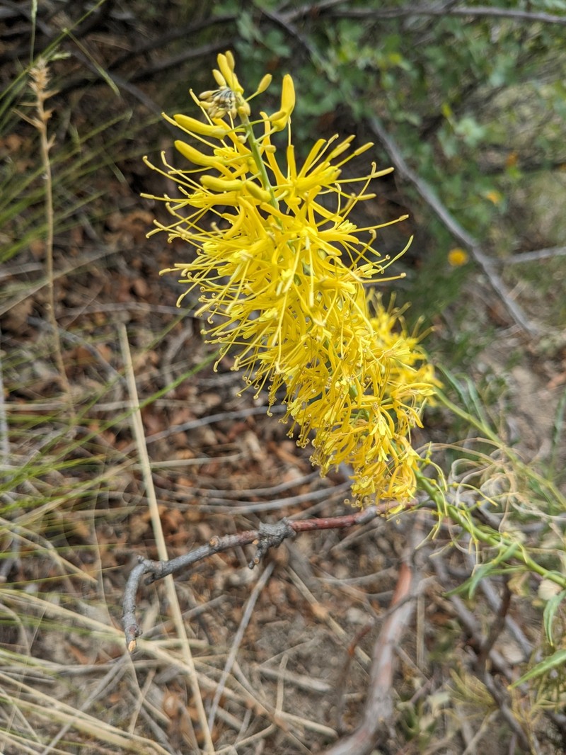 Stanleya bipinnata photo 6