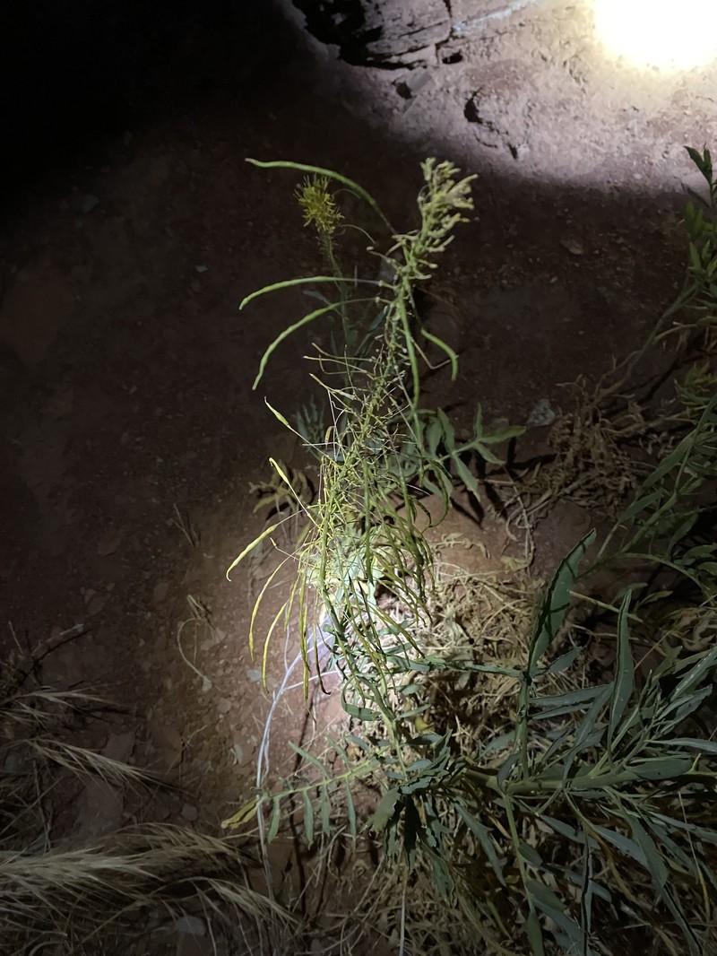 Stanleya bipinnata photo 8