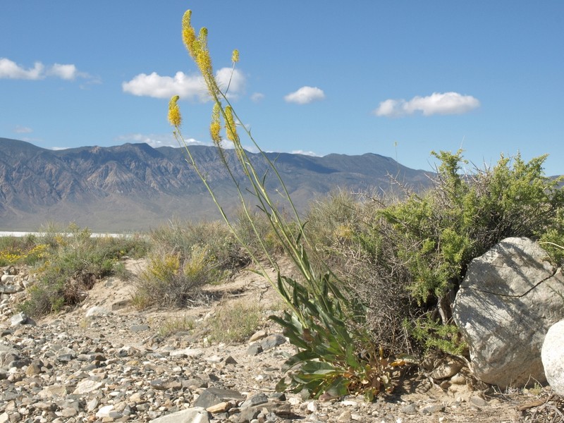 Panamint Princesplume photo 2