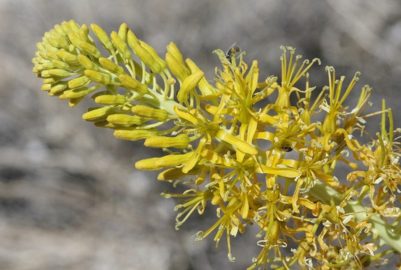 Panamint Princesplume photo 3