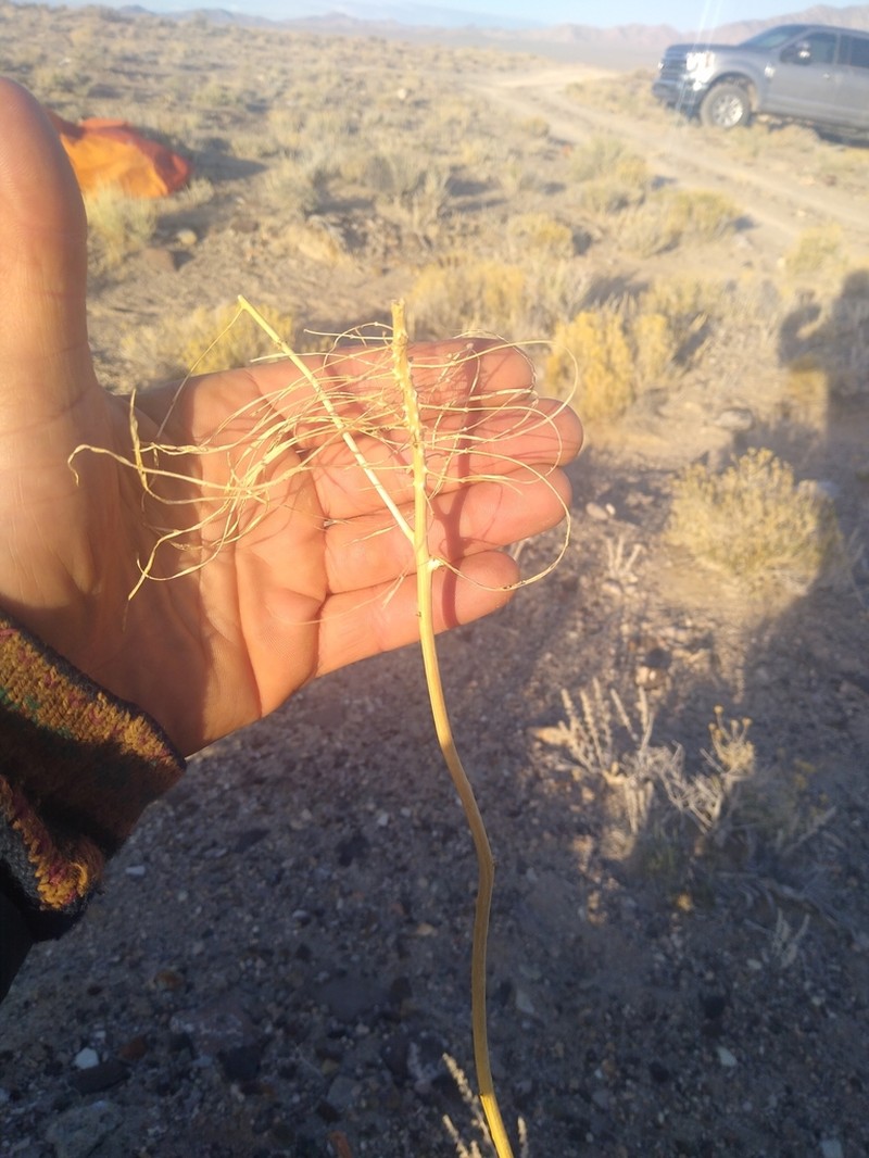 Panamint Princesplume photo 4