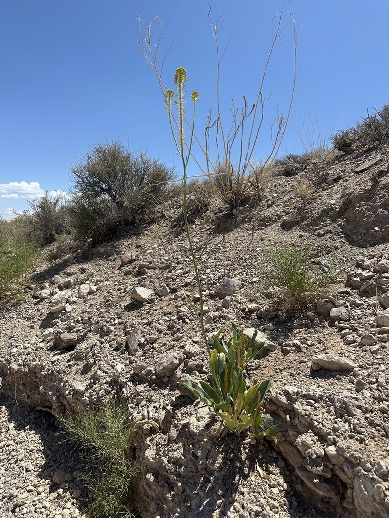 Panamint Princesplume photo 6