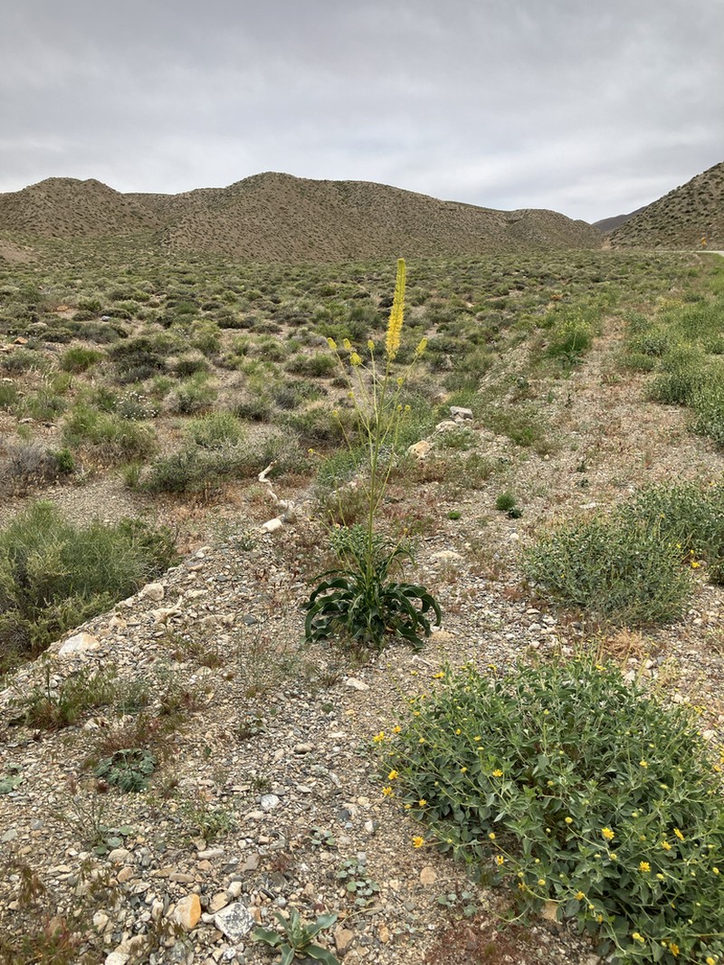 Panamint Princesplume photo 7