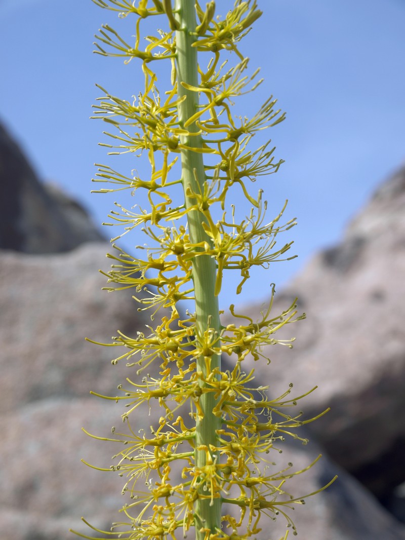 Panamint Princesplume