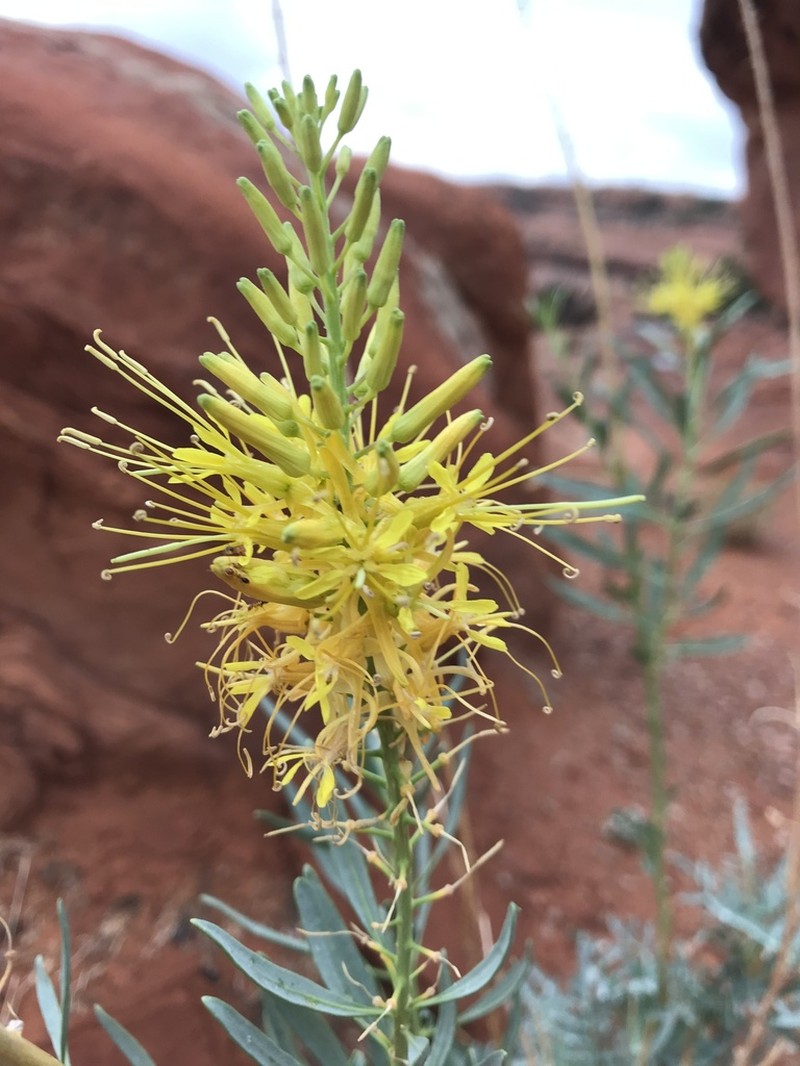 Desert Princesplume photo 3