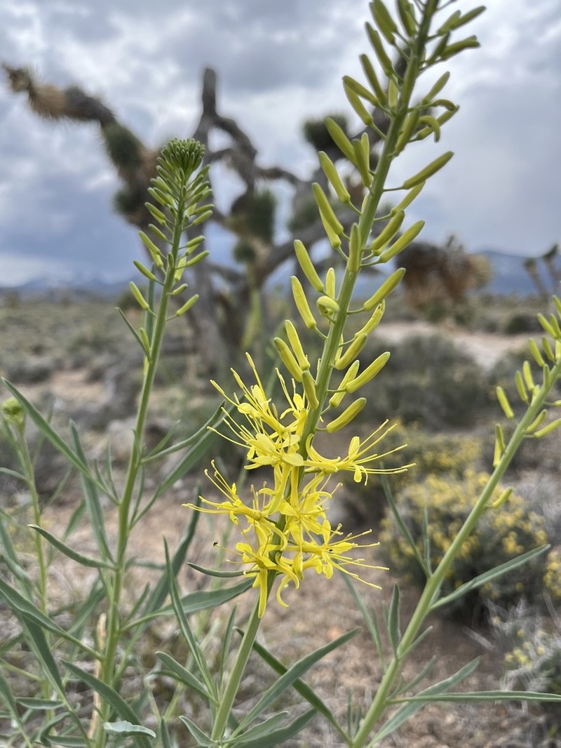 Desert Princesplume photo 4