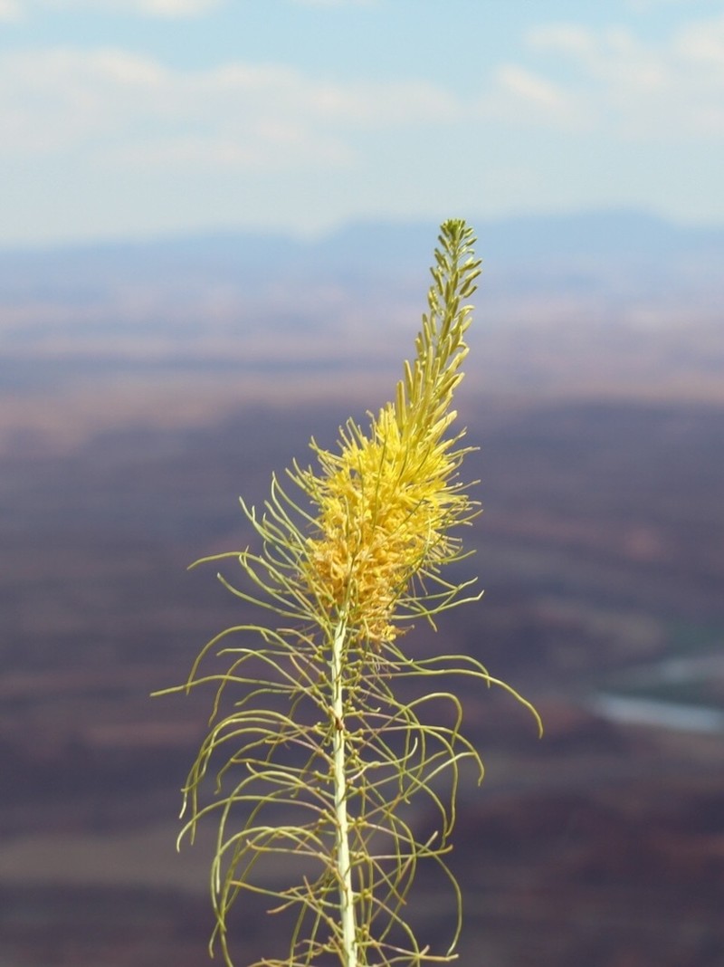 Desert Princesplume photo 5