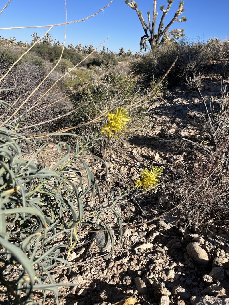 Desert Princesplume photo 6