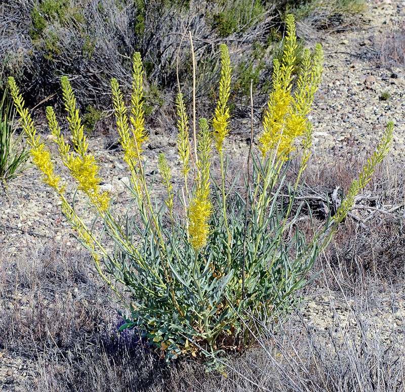Desert Princesplume photo 7