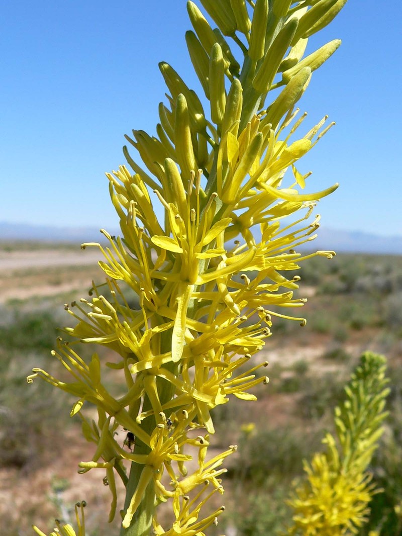 Desert Princesplume