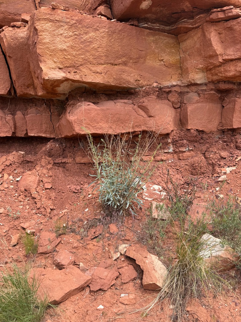 Stanleya pinnata var. integrifolia photo 2