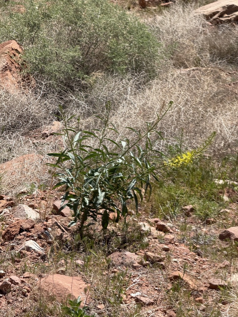 Stanleya pinnata var. integrifolia photo 3