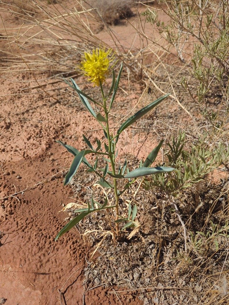 Stanleya pinnata var. integrifolia photo 4