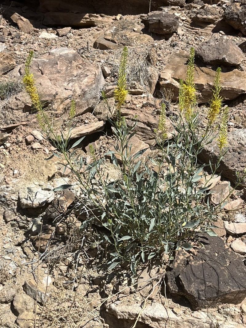 Stanleya pinnata var. integrifolia photo 5