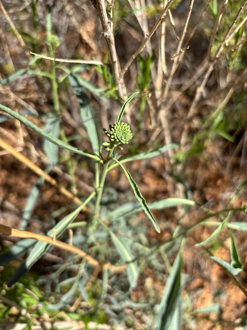 Stanleya pinnata var. integrifolia photo 6