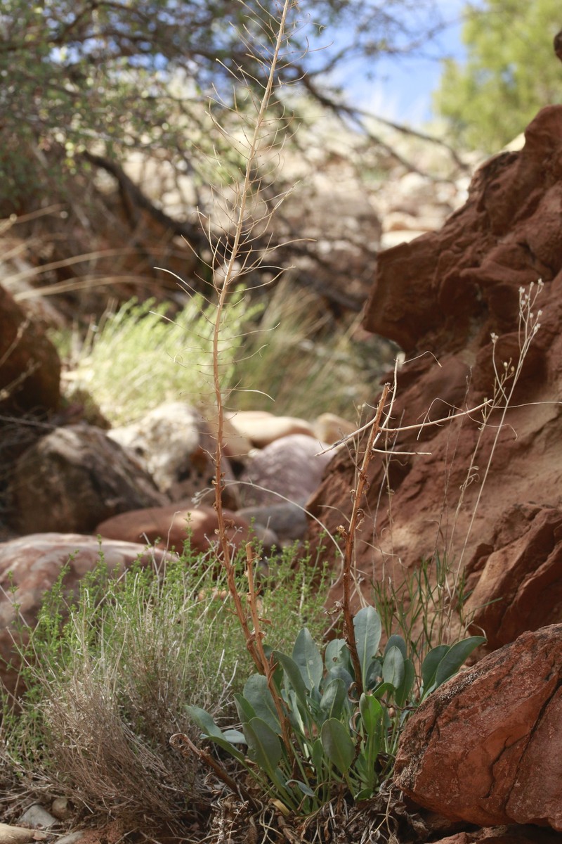 Stanleya pinnata var. integrifolia photo 7
