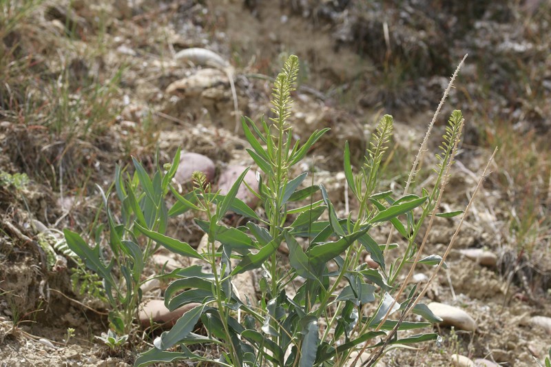 Stanleya pinnata var. integrifolia photo 8