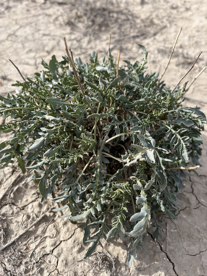 Stanleya pinnata var. pinnata