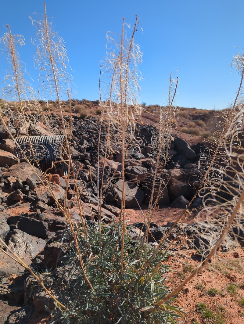 Stanleya pinnata var. pinnata photo 2