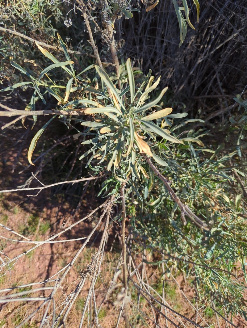 Stanleya pinnata var. pinnata photo 3