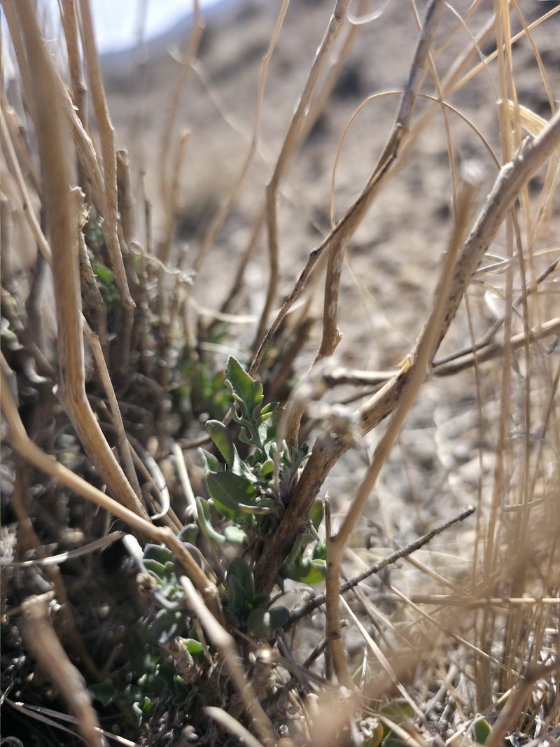 Stanleya pinnata var. pinnata photo 4