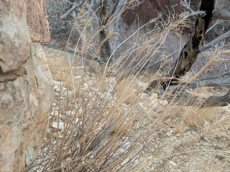 Stanleya pinnata var. pinnata photo 5