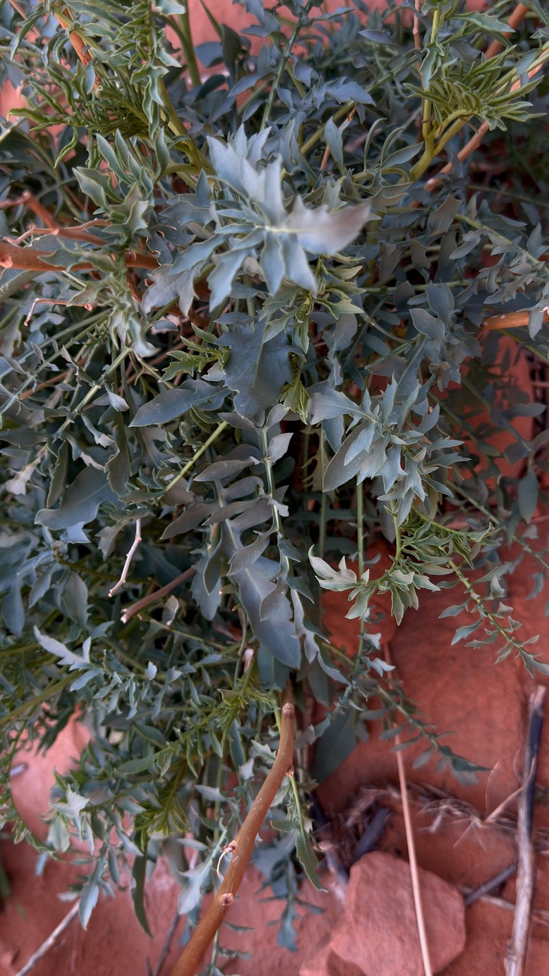 Stanleya pinnata var. pinnata photo 6