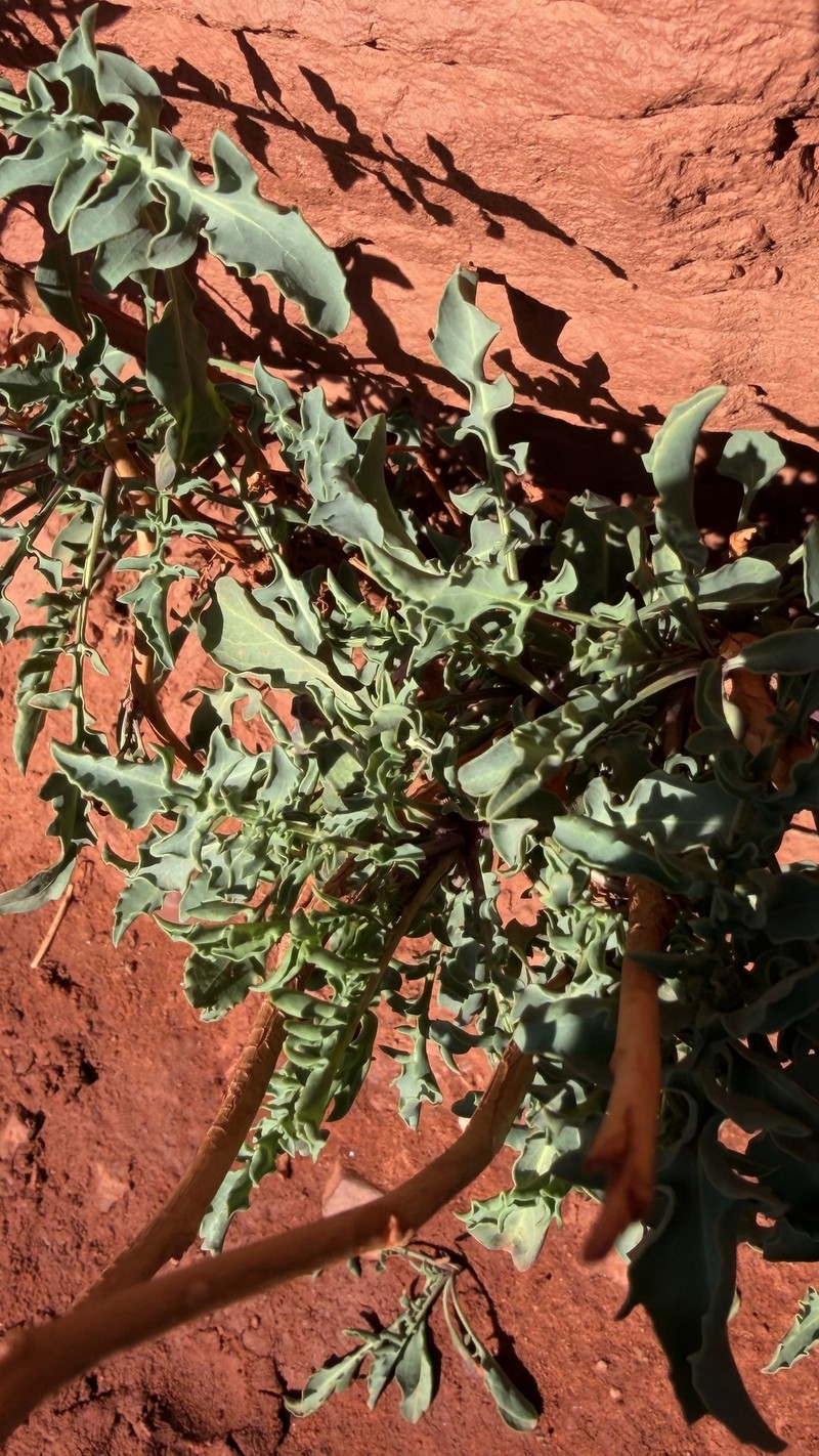 Stanleya pinnata var. pinnata photo 7