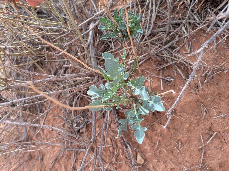 Stanleya pinnata var. pinnata photo 8