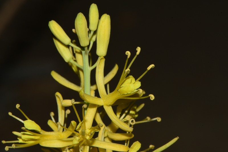 Stanleya pinnata var. texana