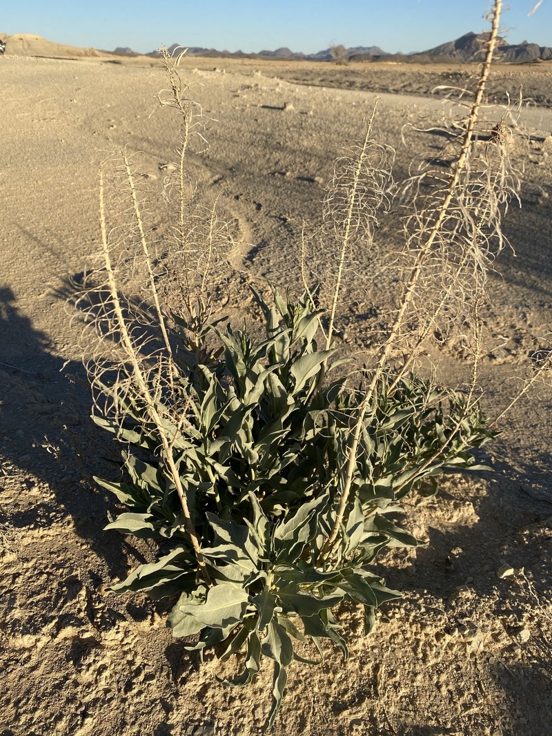 Stanleya pinnata var. texana photo 2