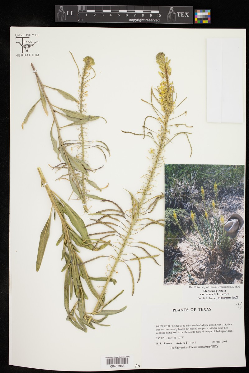 Stanleya pinnata var. texana photo 3