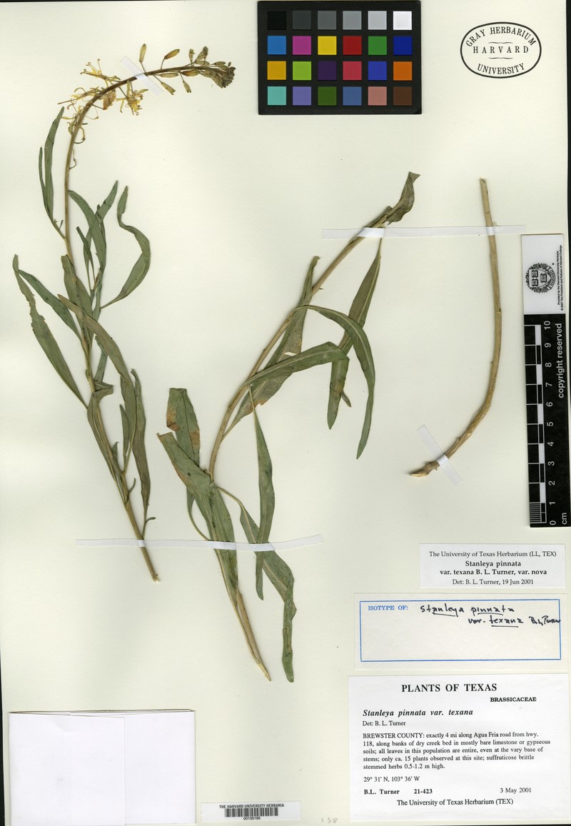 Stanleya pinnata var. texana photo 4