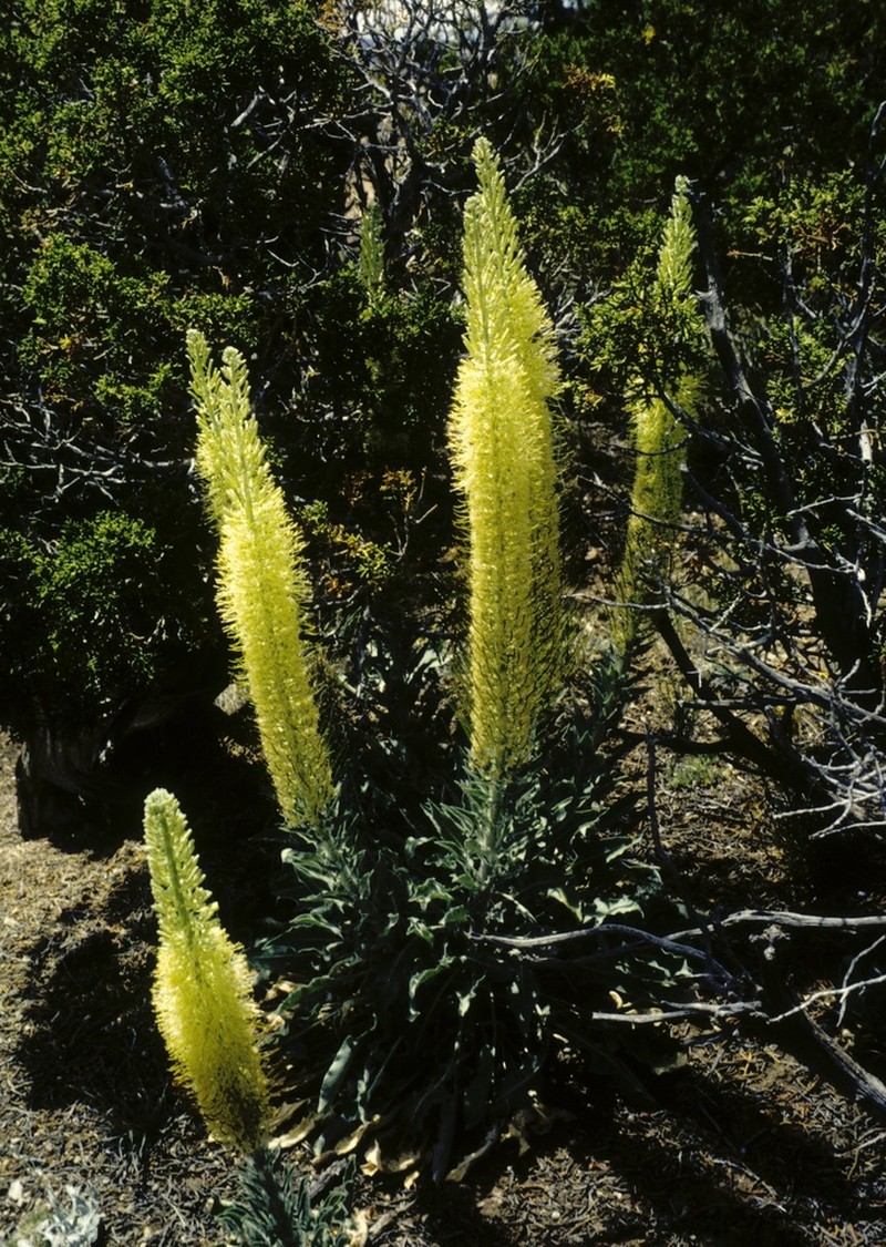 Woolly Princesplume
