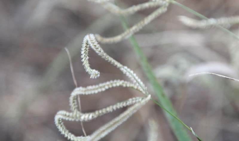 Fringed Windmill Grass photo 2