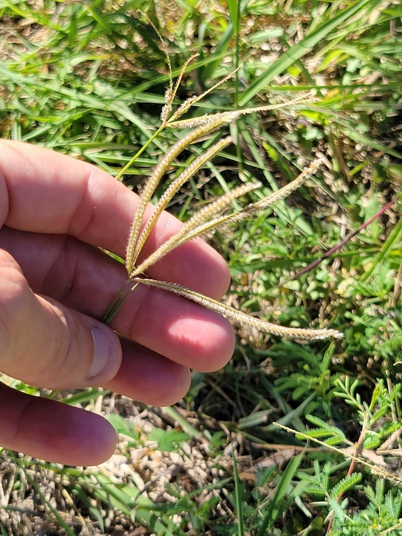 Fringed Windmill Grass photo 3