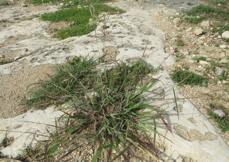 Fringed Windmill Grass photo 4