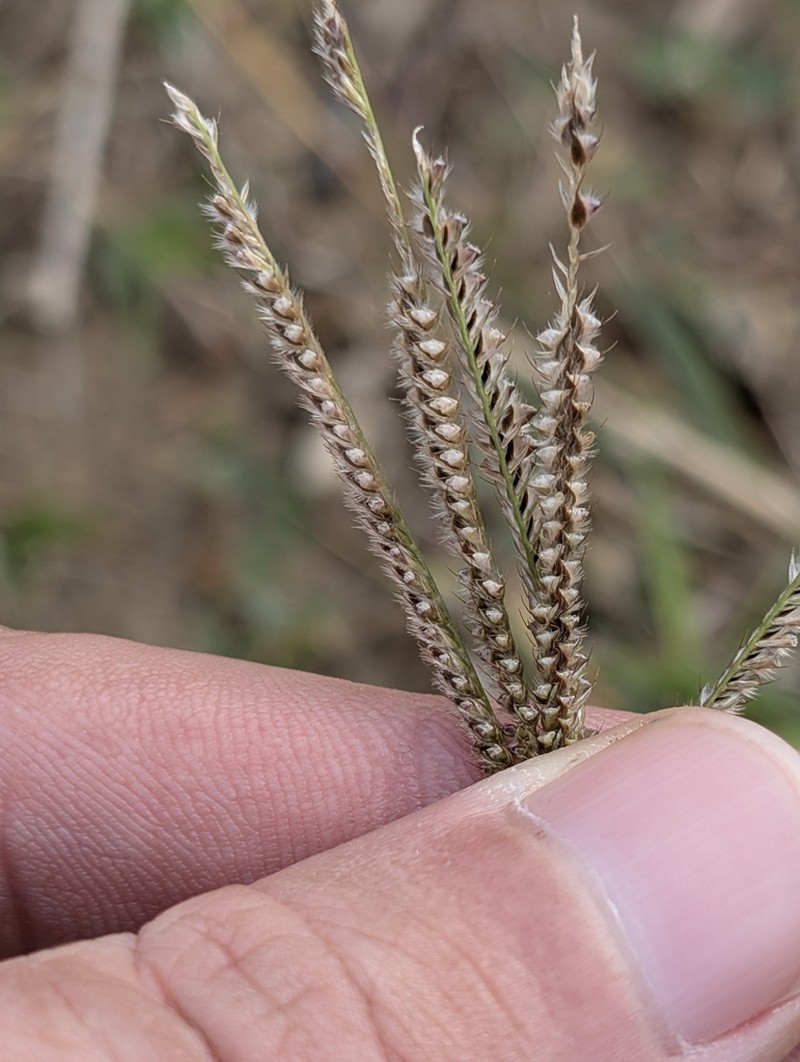 Fringed Windmill Grass photo 5