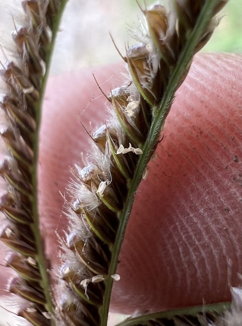Fringed Windmill Grass photo 7
