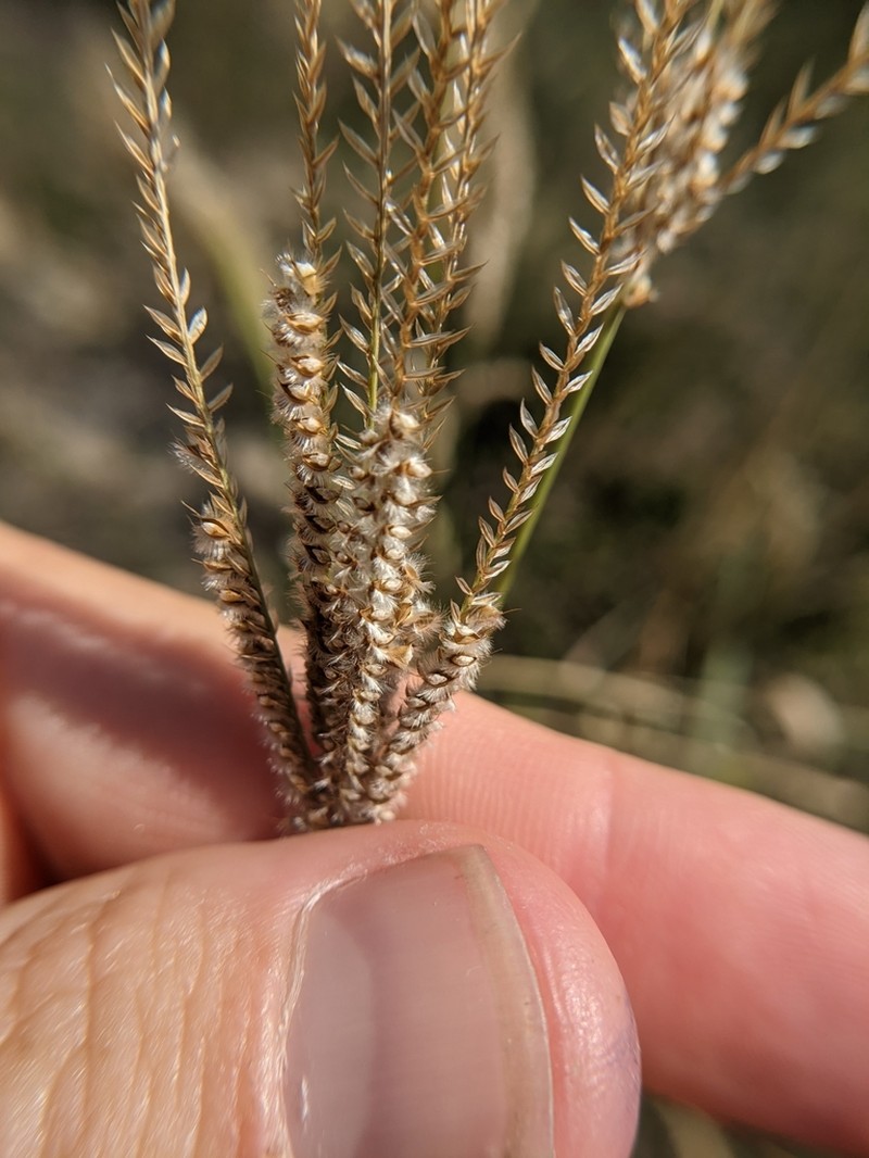 Fringed Windmill Grass photo 8