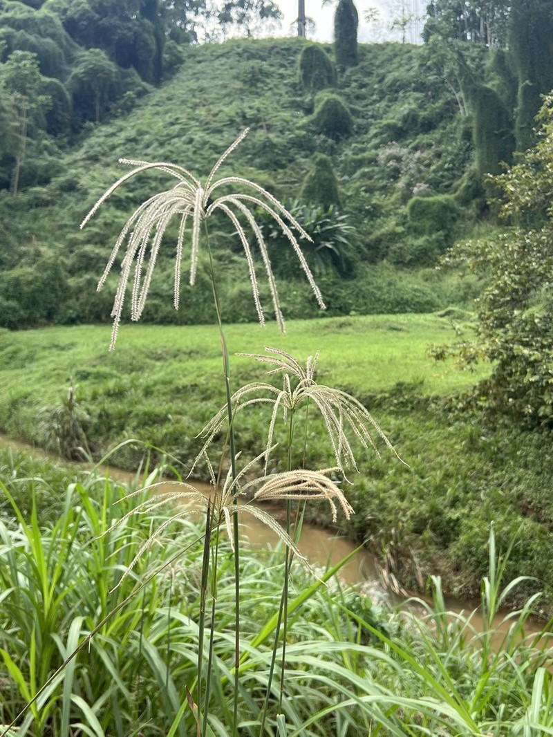 Tall Windmill Grass