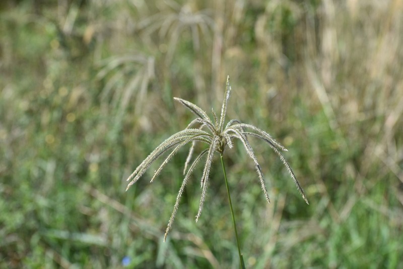Tall Windmill Grass photo 2