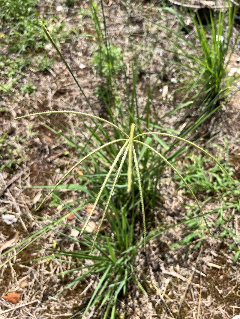 Tall Windmill Grass photo 3