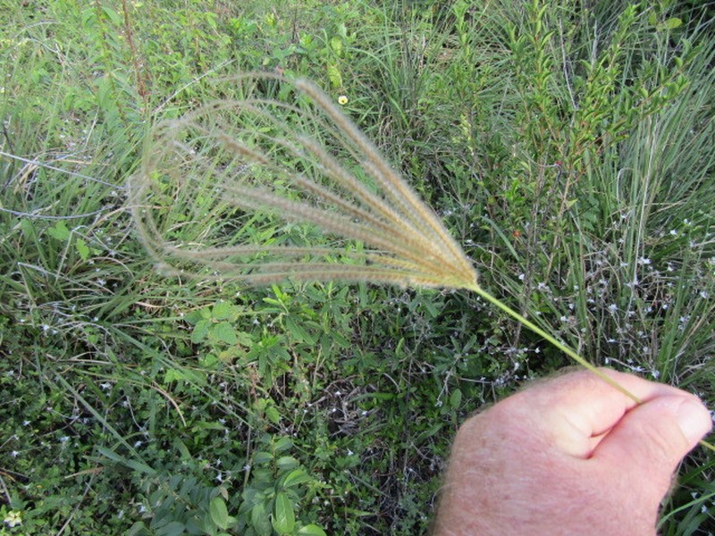Tall Windmill Grass photo 4