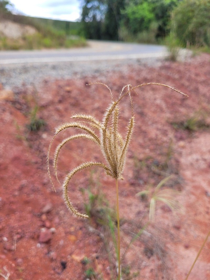 Tall Windmill Grass photo 5