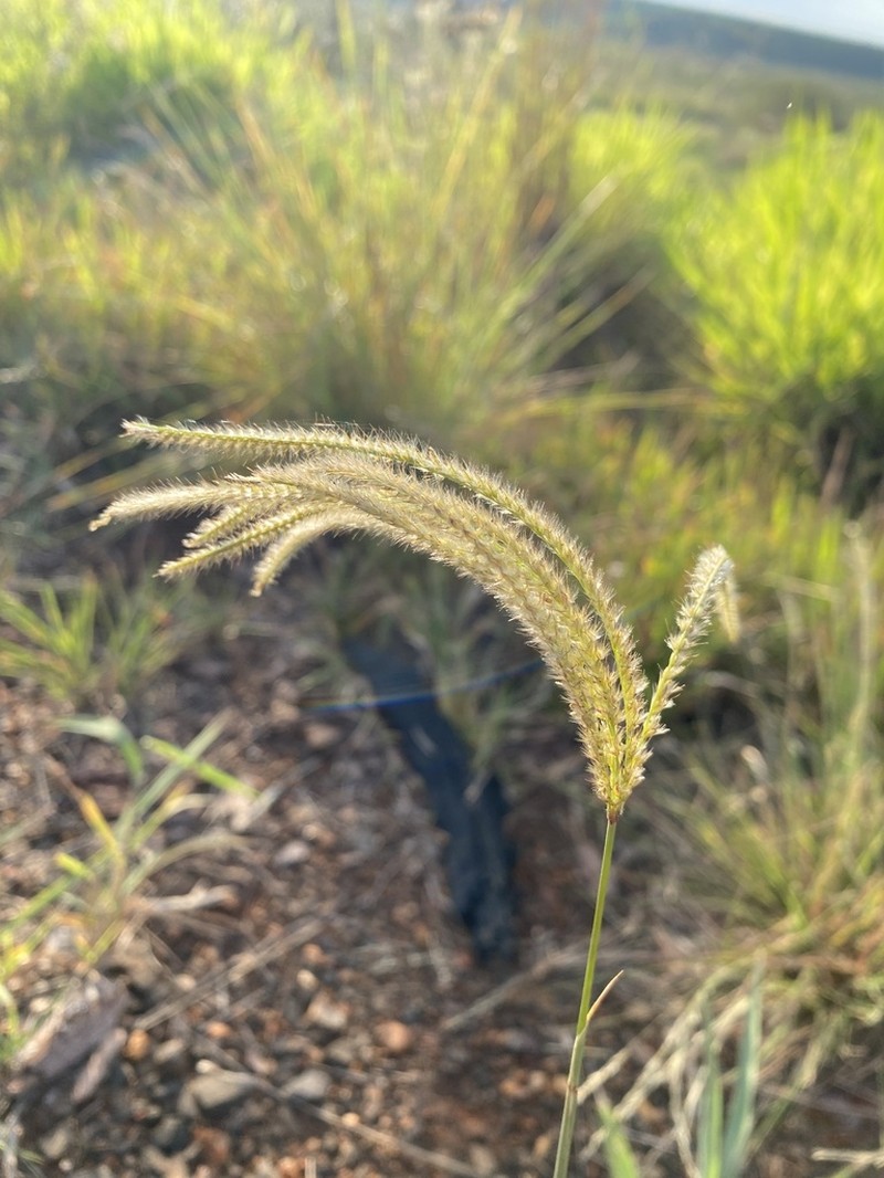 Tall Windmill Grass photo 6